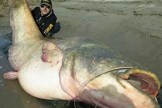 MAIN-Huge-catfish-caught.jpg