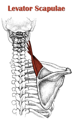 levator-scapulae.jpg